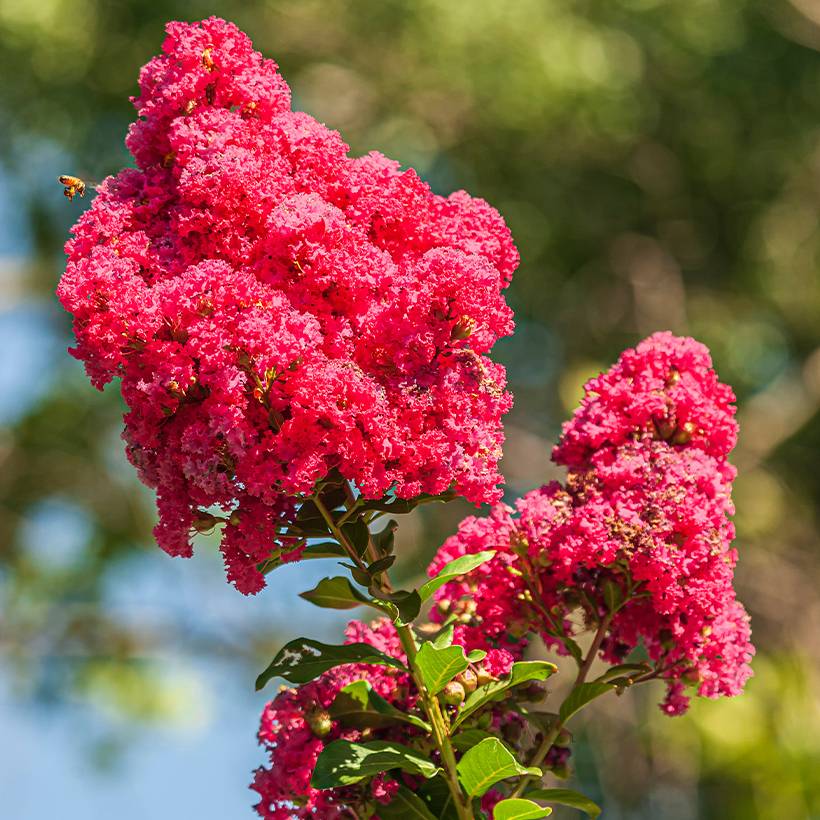 Lilas des Indes - Lagerstroemia indica Enduring Red Pot de 3L/4L - Image 1