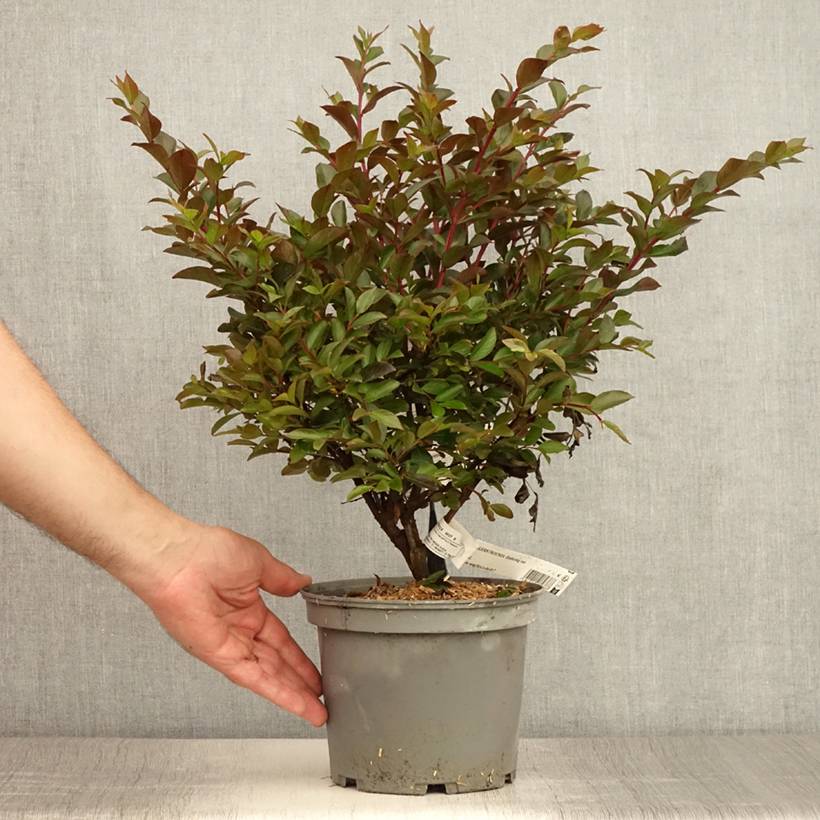 Lilas des Indes - Lagerstroemia indica Enduring Red Pot de 3L/4L - Image 2