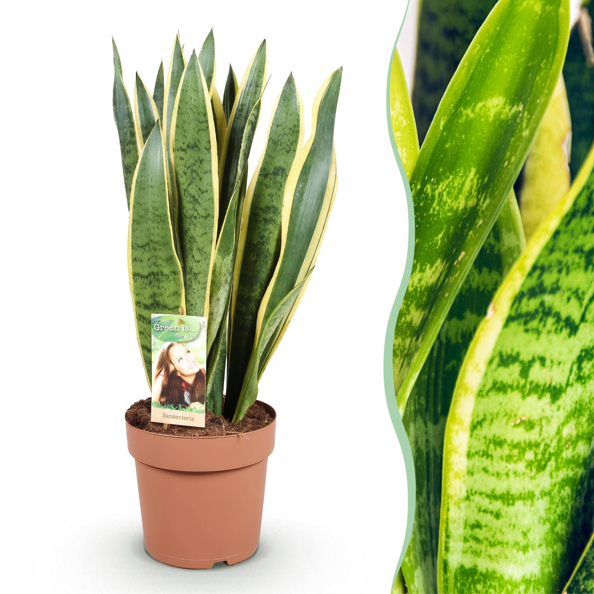 Sansevieria Laurentii - Pot de 21cm - Sans cache-pot - Plantes d'intérieur - Image 1