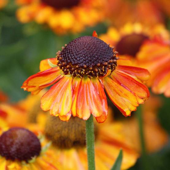 Promesse de Fleurs - Helenium Short'n 'Sassy - Hélénie jaune orangé. Pot de 3L/4L
