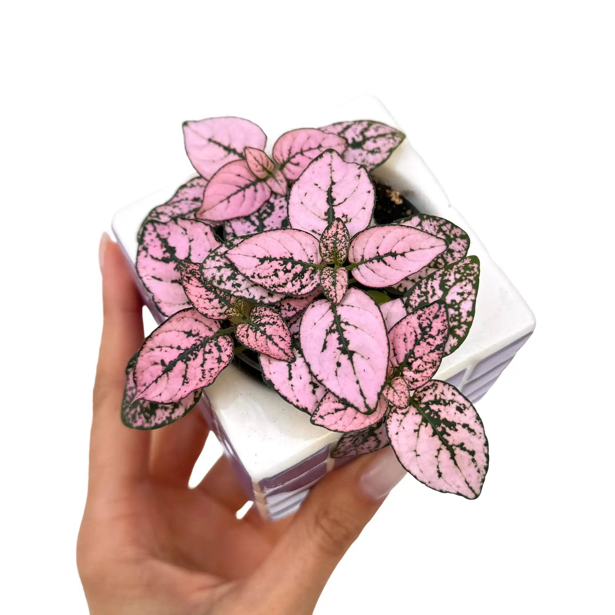 Hypoestes Phyllostachya Super Pink - Pot de 6cm - Plantes d'intérieur