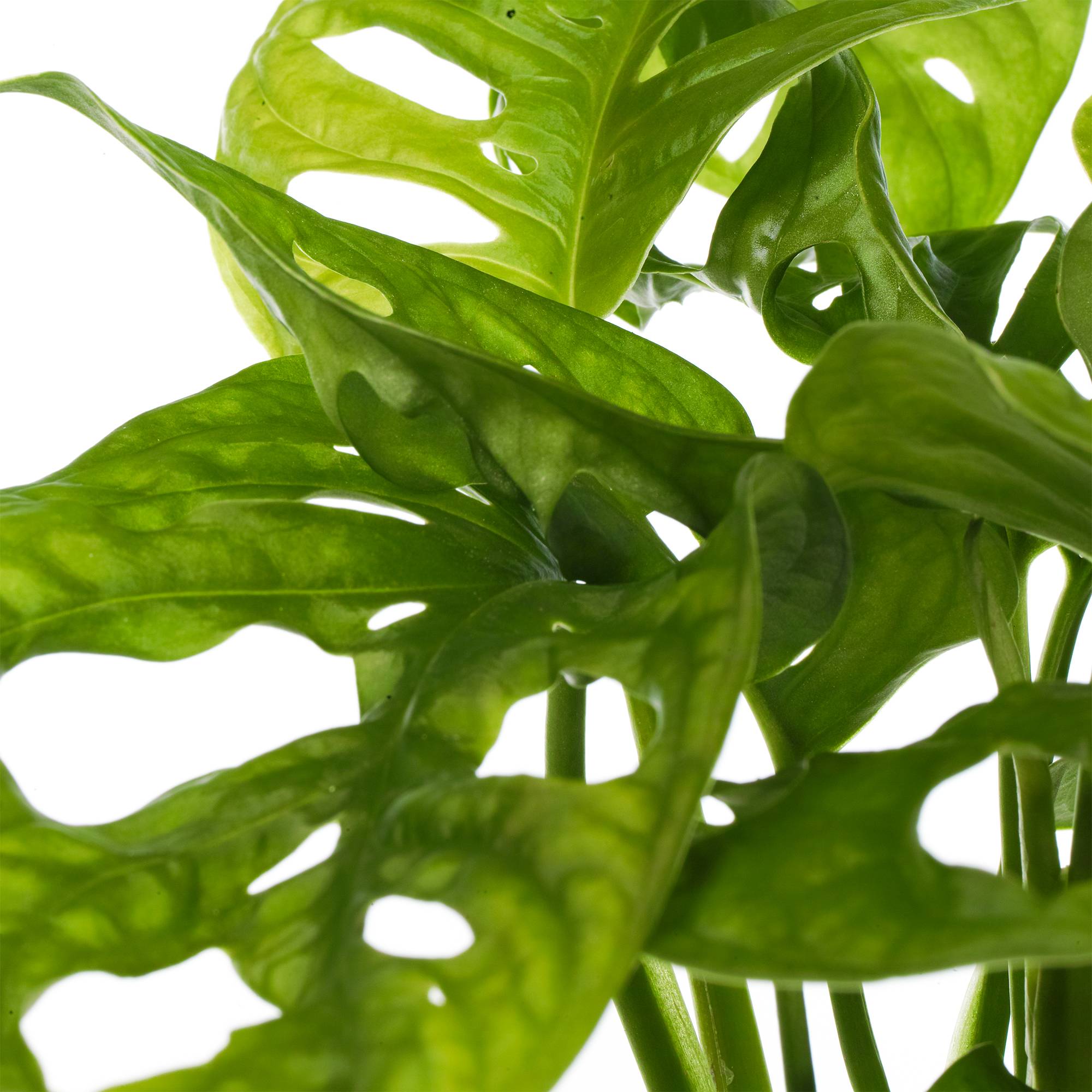 Gardenersdream - Monstera Obliqua Vive Monstera Monkey Plante Verte D'Intérieur En Pot 20-30 Cm - GardenersDream - Image 3