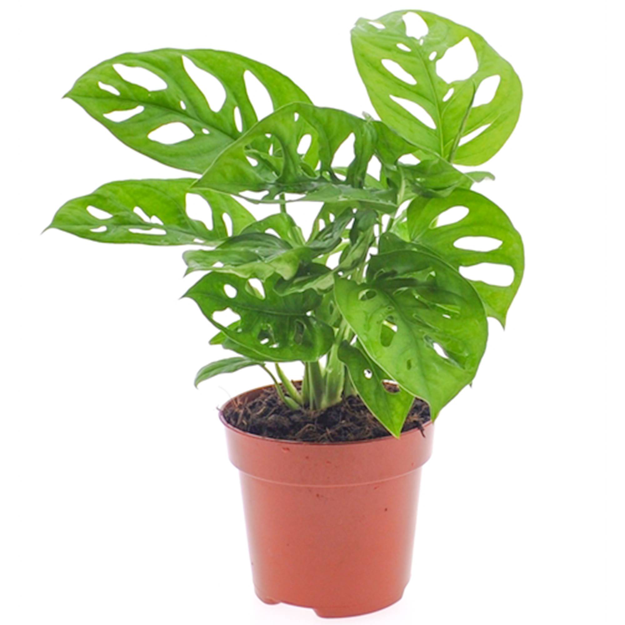 Gardenersdream - Monstera Obliqua Vive Monstera Monkey Plante Verte D'Intérieur En Pot 20-30 Cm - GardenersDream - Image 1