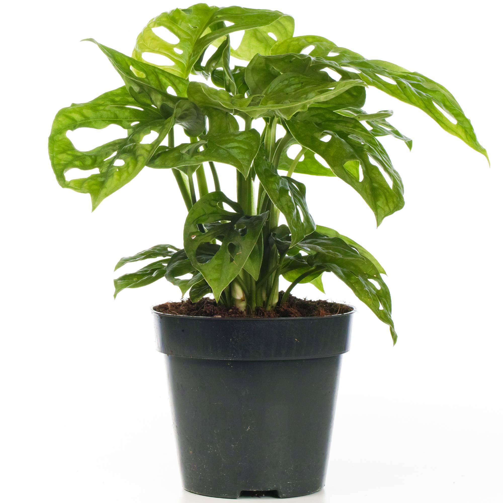 Gardenersdream - Monstera Obliqua Vive Monstera Monkey Plante Verte D'Intérieur En Pot 20-30 Cm - GardenersDream - Image 2