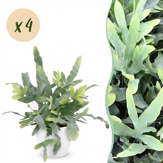 Phlebodium Aureum Bleu Star - H30cm - Image 2