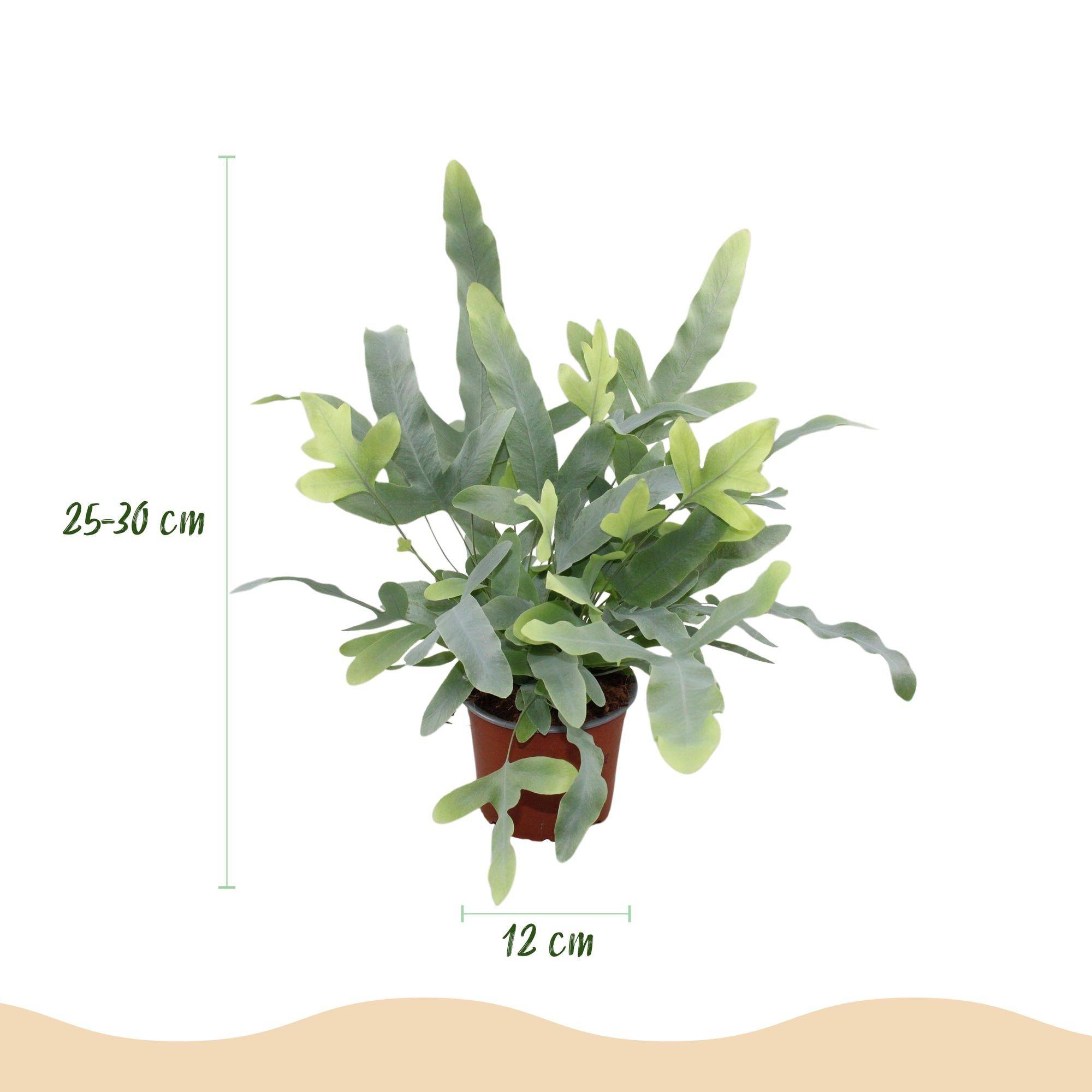 Phlebodium Aureum Bleu Star - H30cm - Image 4