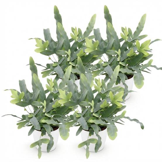 Phlebodium Aureum Bleu Star - H30cm - Image 3