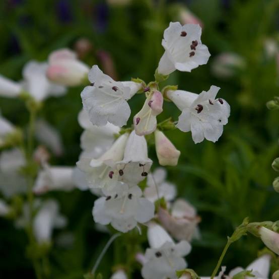Promesse de Fleurs - Penstemon hybride White Bedder - Galane Godet de 8/9 cm