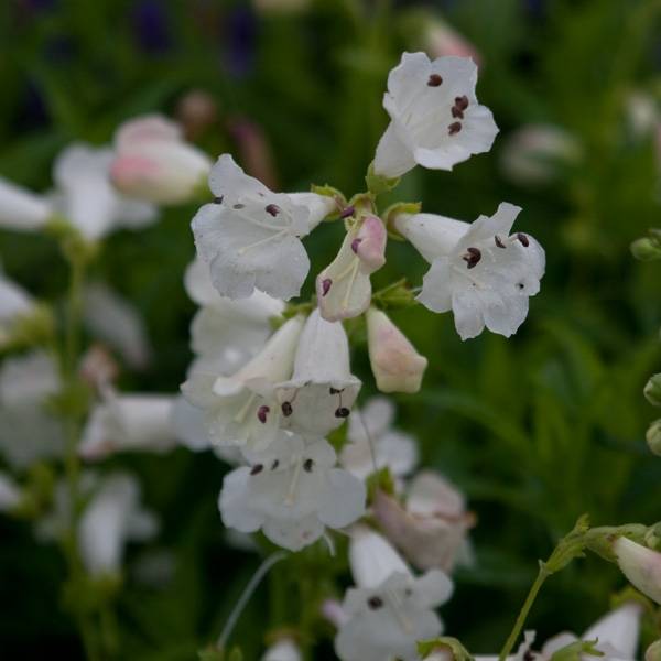 Promesse de Fleurs - Penstemon hybride White Bedder - Galane Godet de 8/9 cm