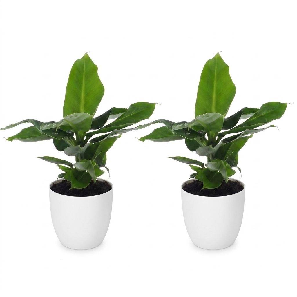 Musa Oriental Dwarf - Bananier nain oriental - Pot de 12cm - 2 plantes - Blanc - Plantes d'intérieur - Image 2