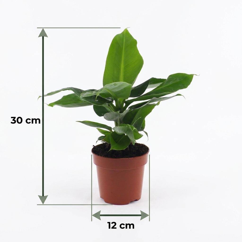Musa Oriental Dwarf - Bananier nain oriental - Pot de 12cm - 2 plantes - Blanc - Plantes d'intérieur - Image 5