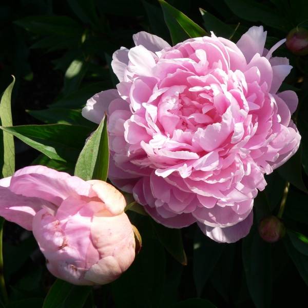 Promesse de Fleurs - Pivoine lactiflora Sarah Bernhardt Souche 3/5 yeux - Image 1