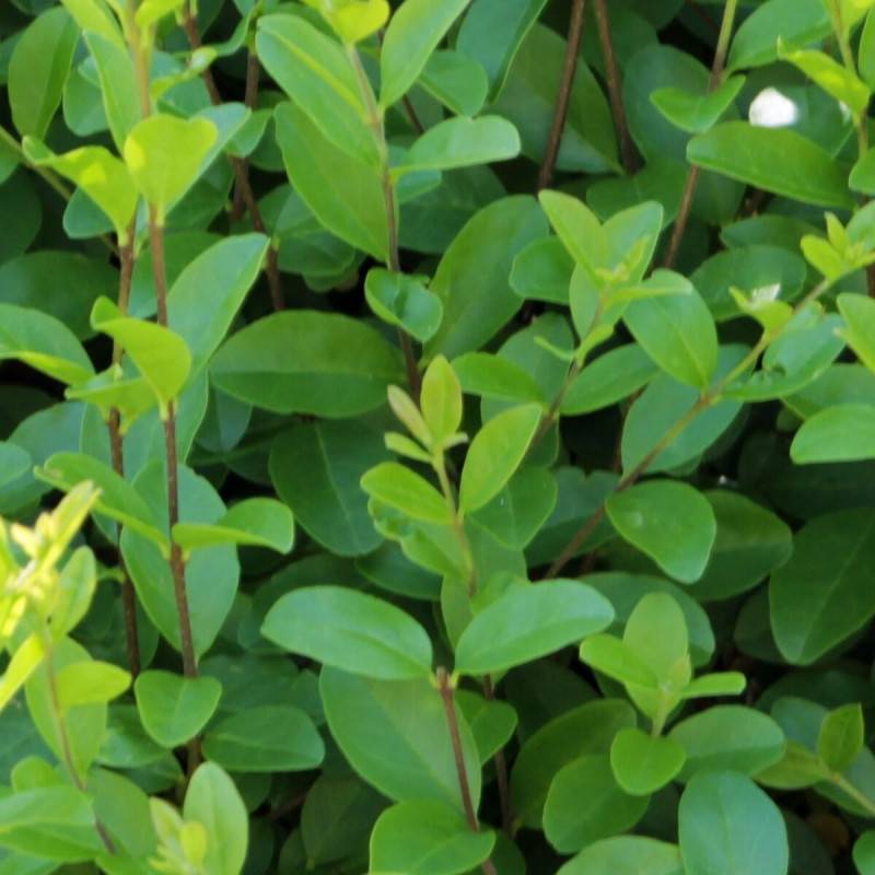 Troène du Japon, Ligustrum à fleurs Blanche - feuillage Persistant - Pot de 15L - 100/120 cm-  hauteur à maturité De 1,50 m à 2,00 m - Image 2