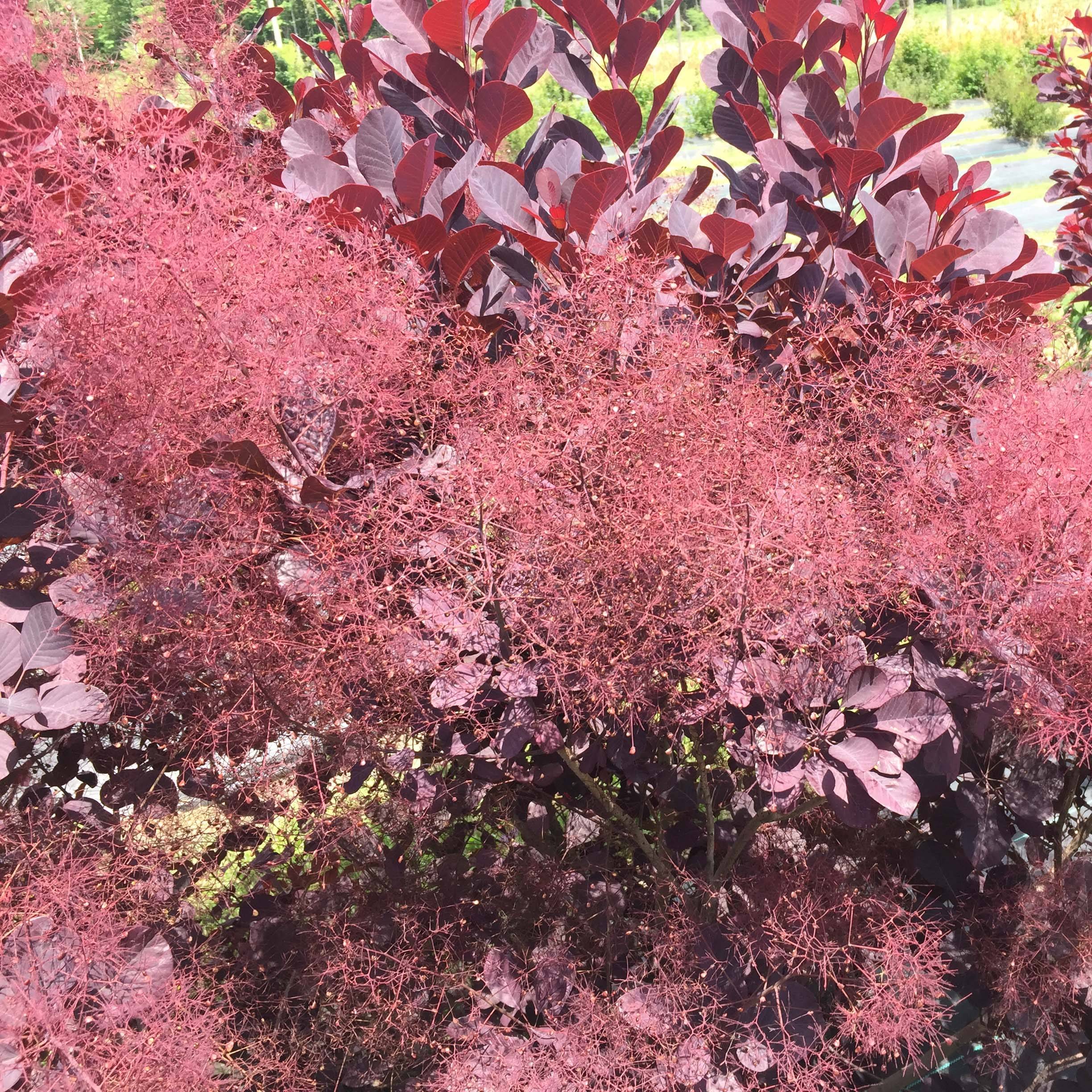 Cotinus coggygria Winecraft Black - Arbre à perruque Pot de 3L/4L