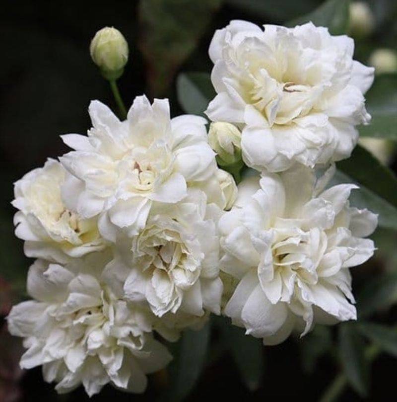 Rosier Grimpant de Banks double blanc (Rosa banksiae 'Alba plena') - Conteneur 3L - Pépinières Naudet - Image 1