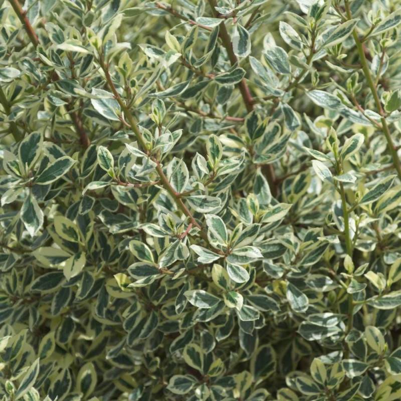 Alaterne alaternus, Nerprun alaterne Argenteovariegata à fleurs Jaune - feuillage Caduc - Pot de 3L - 40/60 cm-  hauteur à maturité De 1,00 m à 1,50 m - Image 3