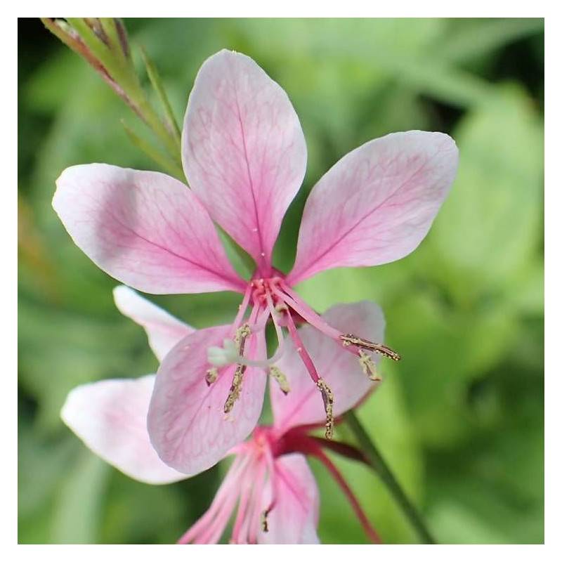 Gaura Siskiyou Pink à fleurs Rose/ - feuillage Caduc - Pot de 4L - 40/60 cm - Image 1