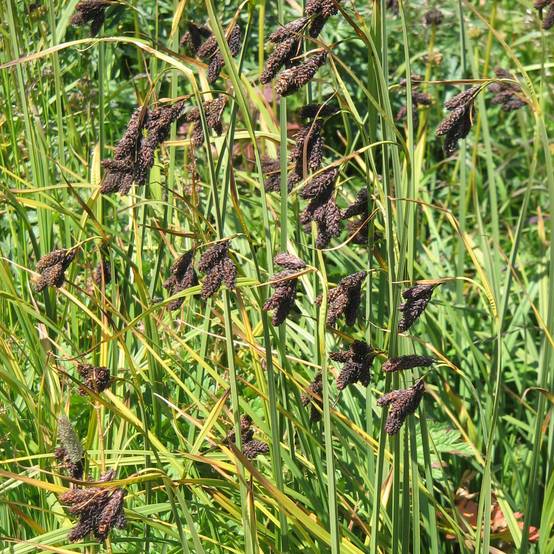 Promesse de Fleurs - Carex atrata - Laîche des montagnes Godet de 8/9 cm