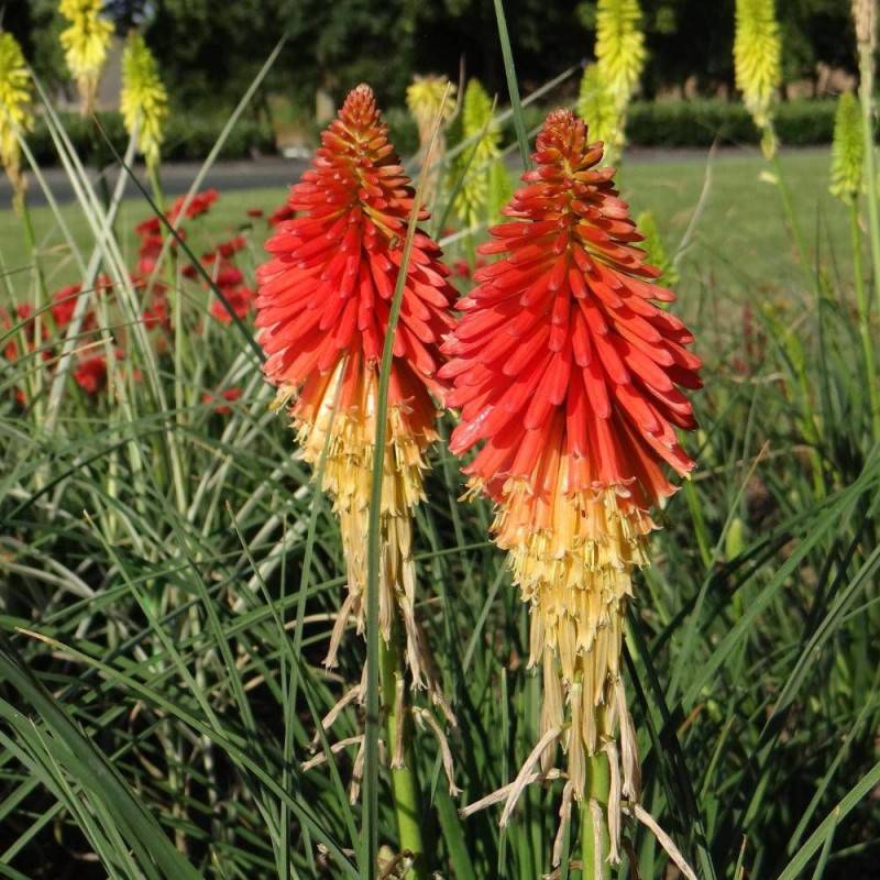 Kniphofia, Tison de Satan Papaya Popsicle® à fleurs Jaune/Orange - feuillage Caduc - Godet - 5/20 cm - Image 2