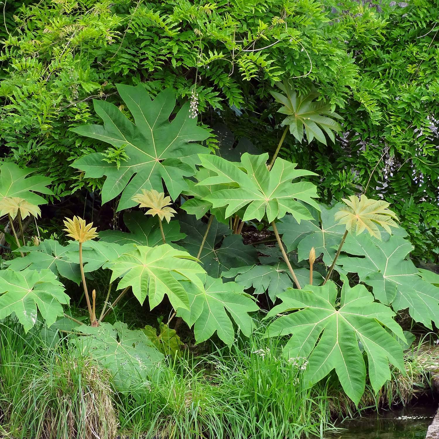 Promesse de Fleurs - Tetrapanax papyrifer Rex - Plante à papier de riz Pot de 6L/7L - Image 1