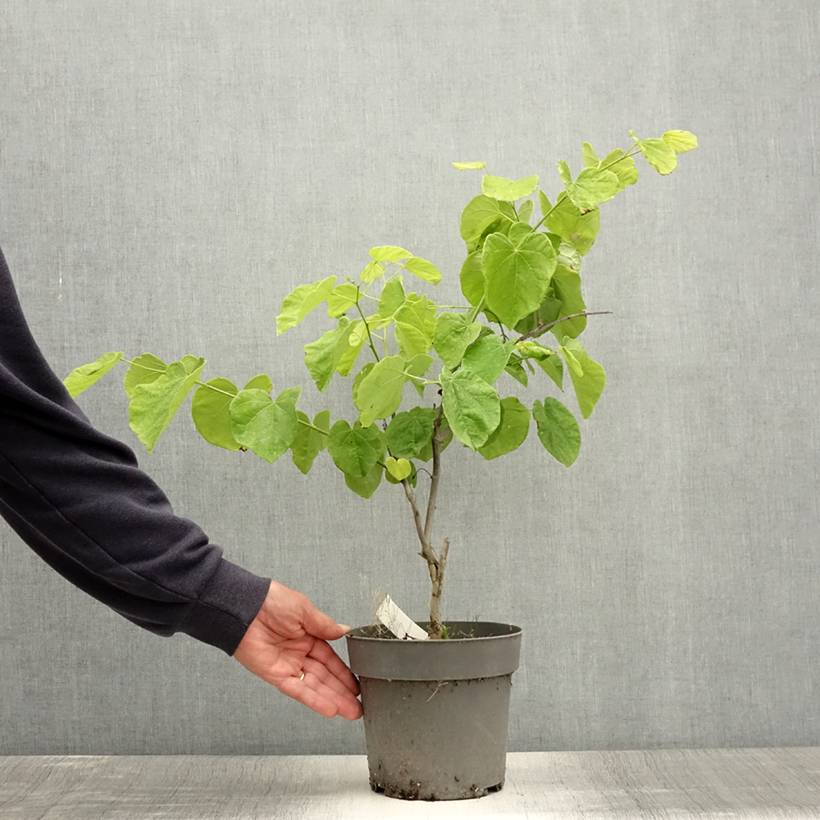 Cercis canadensis Texas White - Gainier du Canada Pot de 4L/5L - Image 2