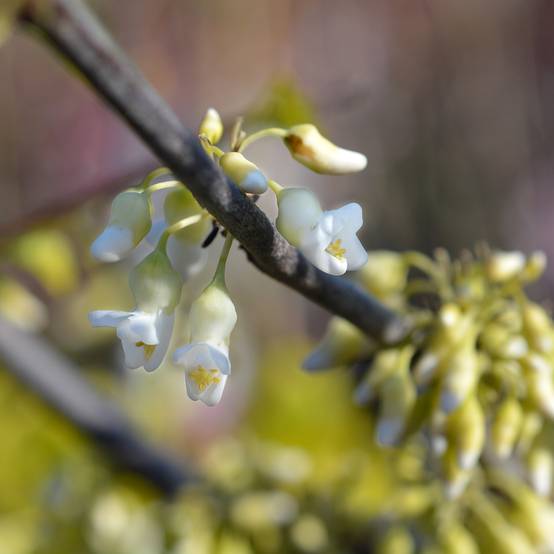 Cercis canadensis Texas White - Gainier du Canada Pot de 4L/5L - Image 1