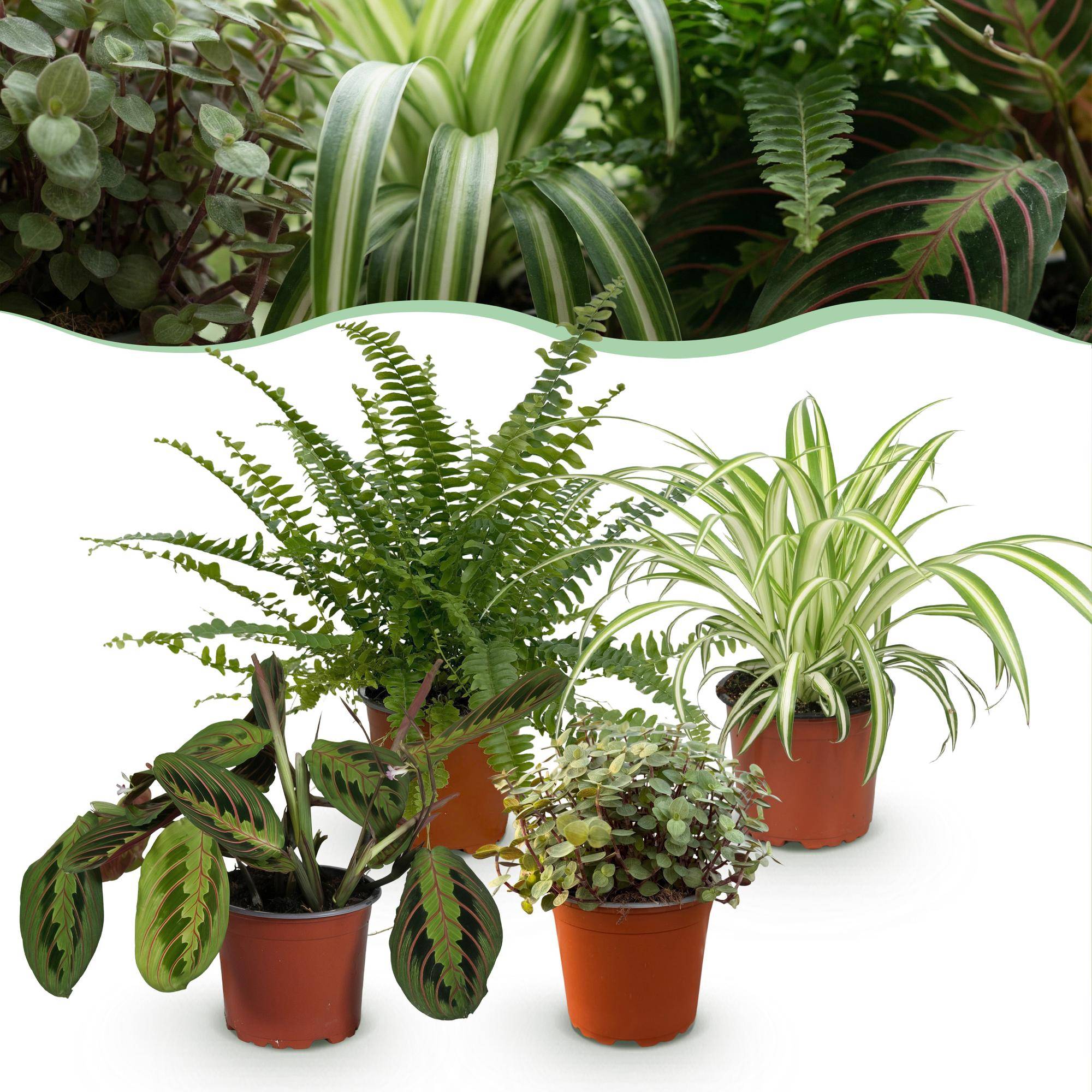 Chlorophytum - Maranta - Calissia - Nephrolepsis - Pet-friendly - Pot de 12cm - Hauteur 25cm - Sans cache-pot - Plantes d'intérieur - Image 1