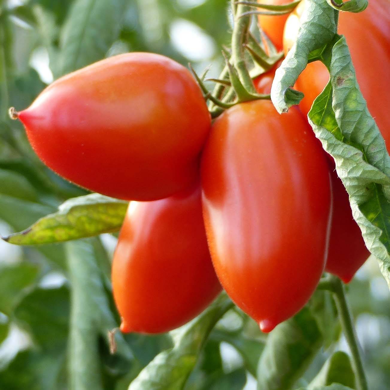 Tomate Colibri F1 en plants  godet de 8/9cm - Image 1