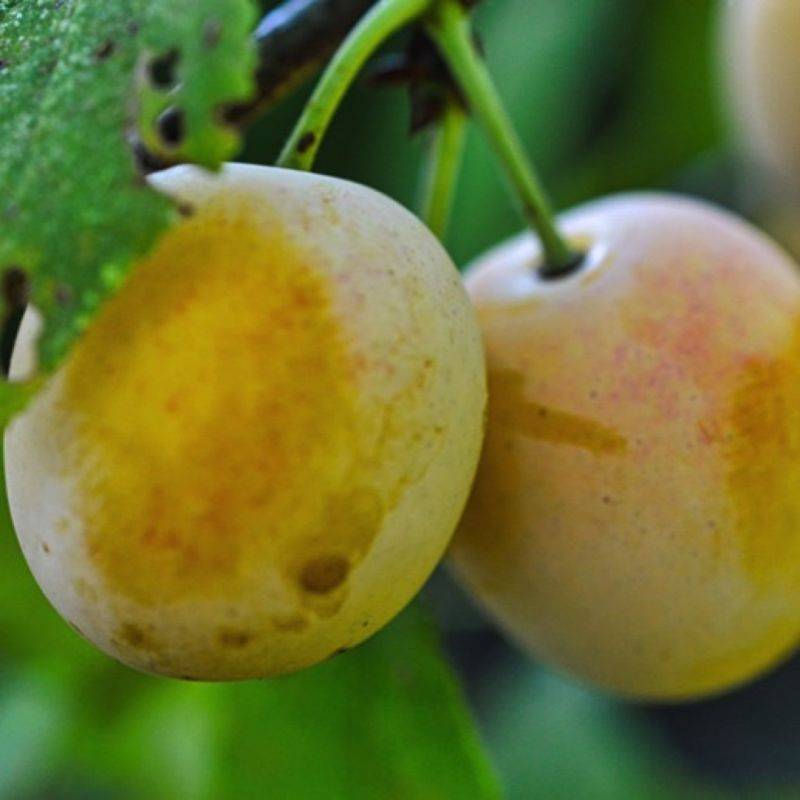 Prunier 'Golden Japan' (Prunus domestica 'Golden Japan') - Scion de 100 à 150cm - Pépinières Naudet - Image 1