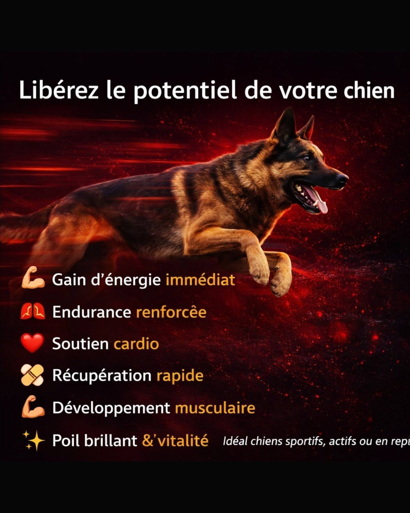 France Croquettes - France Croquettes Complément alimentaire pour chien BloodSport - 500 g - Image 3