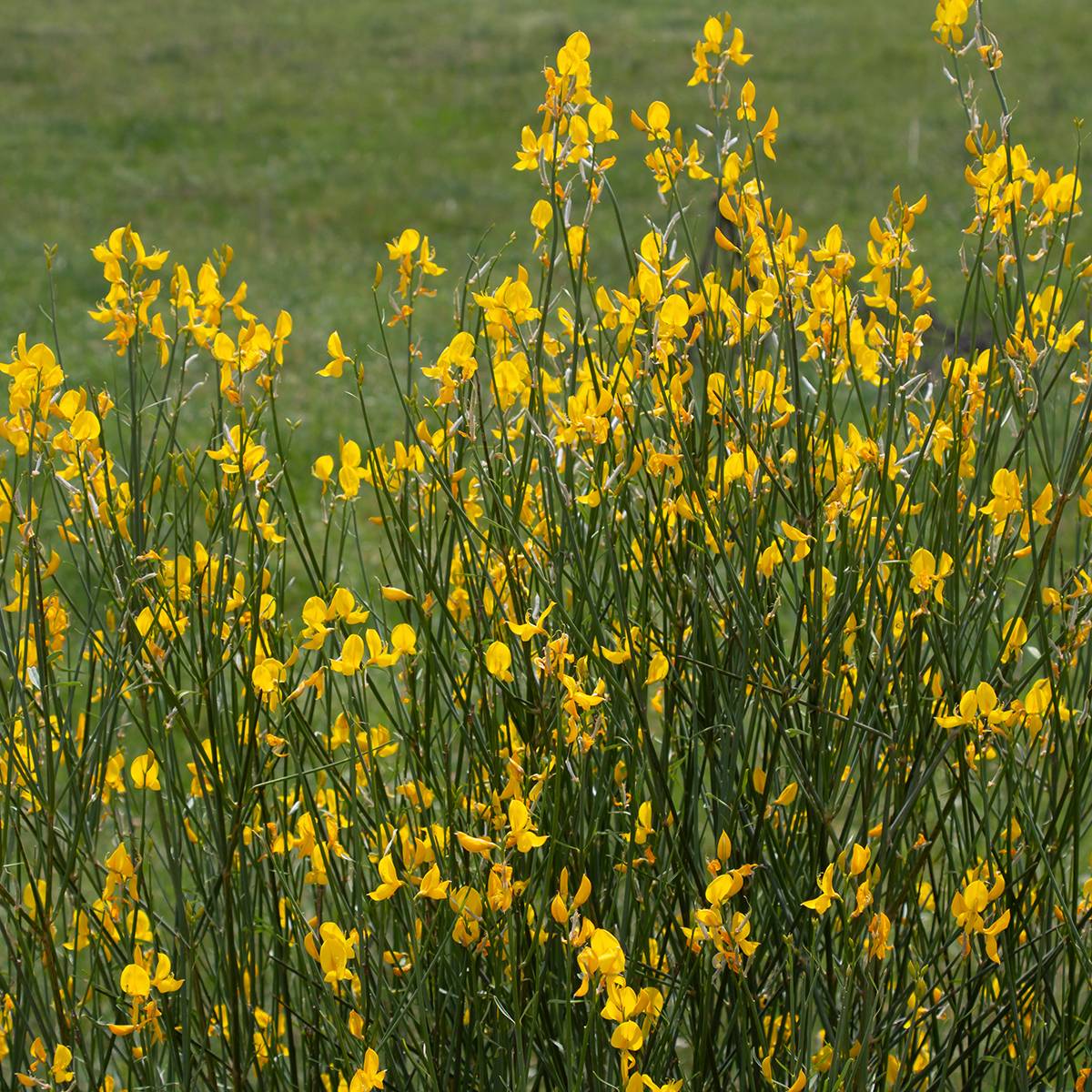 Promesse de Fleurs - Genêt d'Espagne - Spartium junceum Pot de 2L/3L