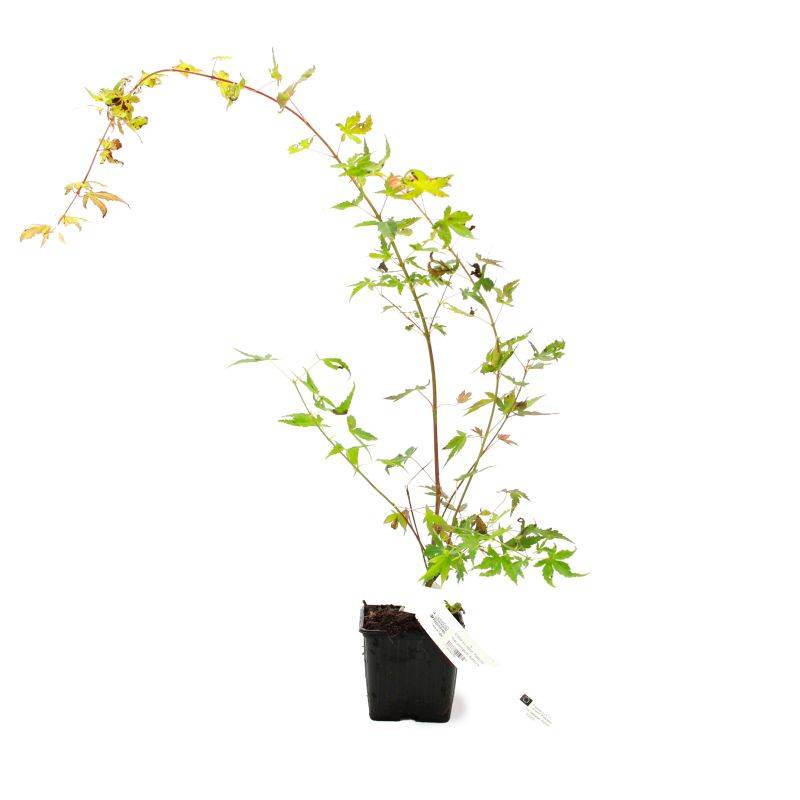 Érable du Japon 'Katsura' (Acer palmatum 'Katsura') - Godet 9cm - Pépinières Naudet - Image 2