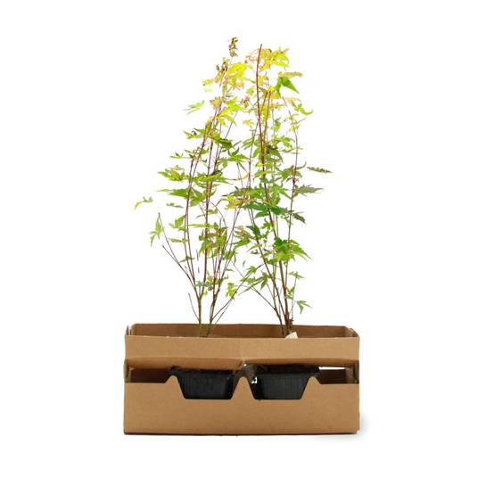 Érable du Japon 'Katsura' (Acer palmatum 'Katsura') - Godet 9cm - Pépinières Naudet - Image 4
