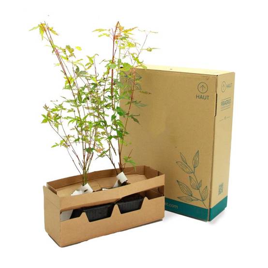 Érable du Japon 'Katsura' (Acer palmatum 'Katsura') - Godet 9cm - Pépinières Naudet - Image 5