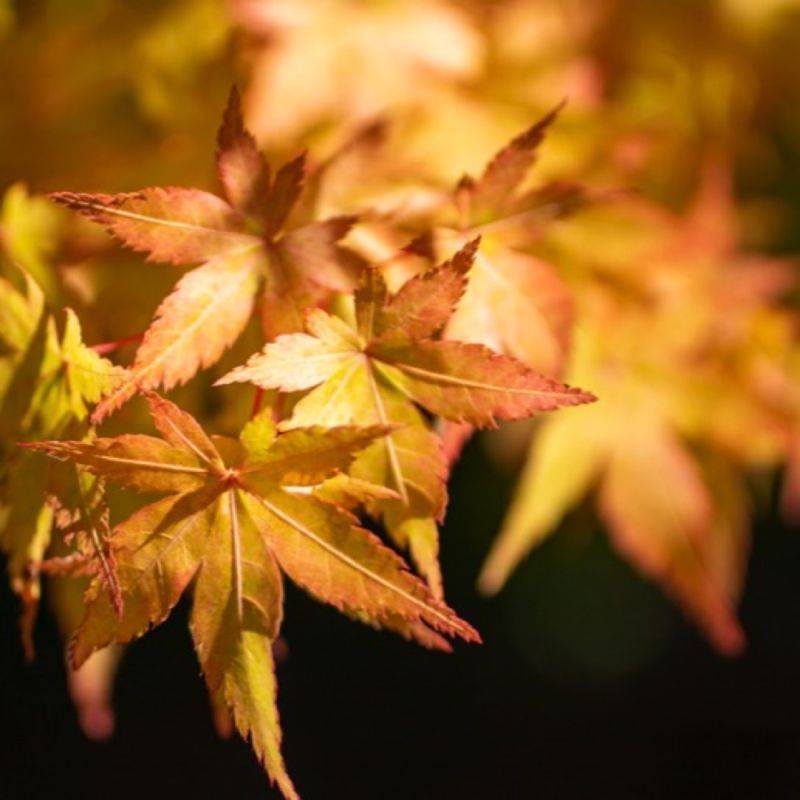 Érable du Japon 'Katsura' (Acer palmatum 'Katsura') - Godet 9cm - Pépinières Naudet - Image 1
