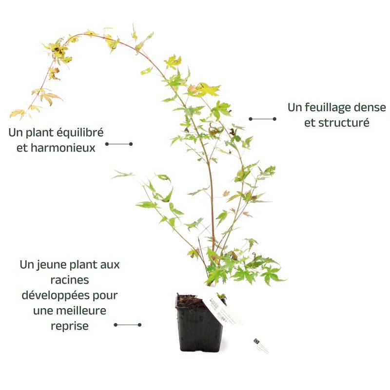 Érable du Japon 'Katsura' (Acer palmatum 'Katsura') - Godet 9cm - Pépinières Naudet - Image 3