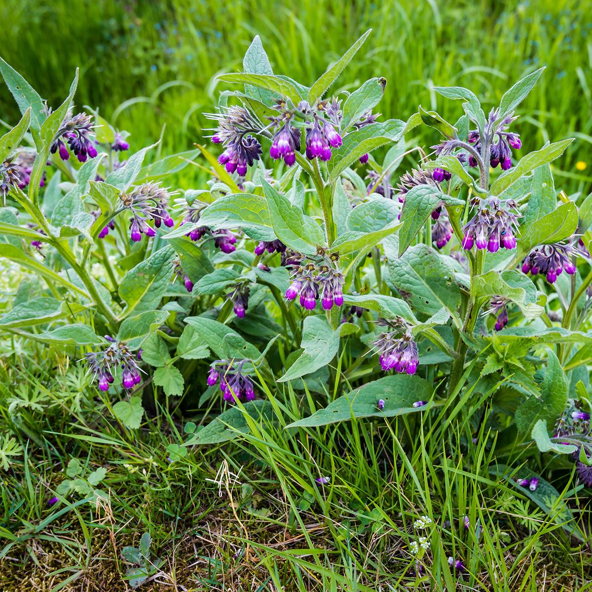 Promesse de Fleurs - Consoude officinale le sachet de 30 graines environ (0,3g)