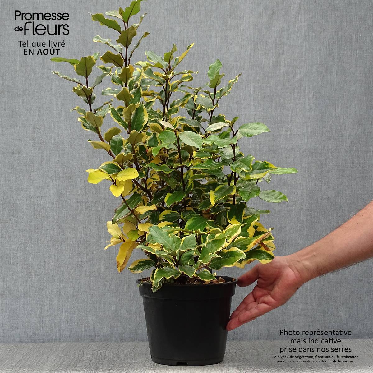 Promesse de Fleurs - Elaeagnus x ebbingei Viveleg - Chalef Pot de 3L/4L - Image 2