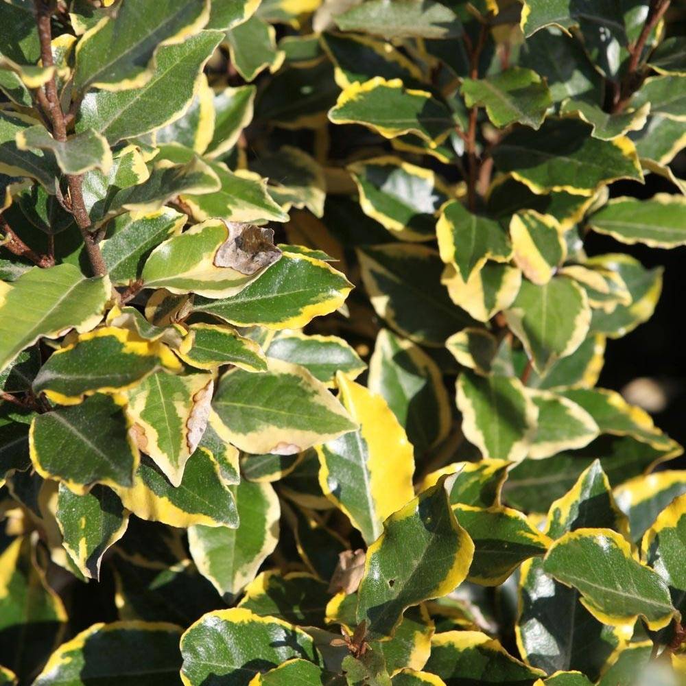Promesse de Fleurs - Elaeagnus x ebbingei Viveleg - Chalef Pot de 3L/4L
