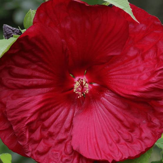 Hibiscus des marais My Valentine à fleurs Rouge - feuillage Caduc - Pot de 4L - 40/60 cm- hauteur à maturité De 1,00 m à 1,50 m - Image 1