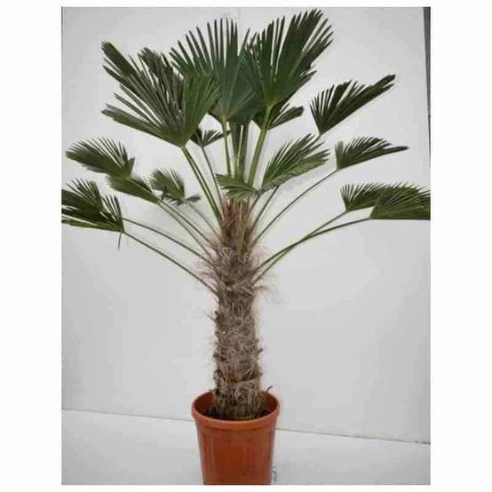 0 - Kit 3 trachycarpus wagnerianus pour création de bosquet - Image 3