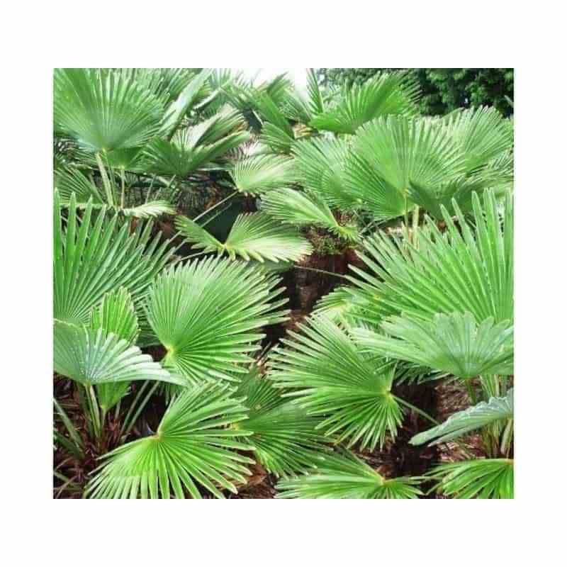 0 - Kit 3 trachycarpus wagnerianus pour création de bosquet - Image 2