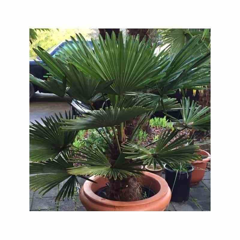 0 - Kit 3 trachycarpus wagnerianus pour création de bosquet