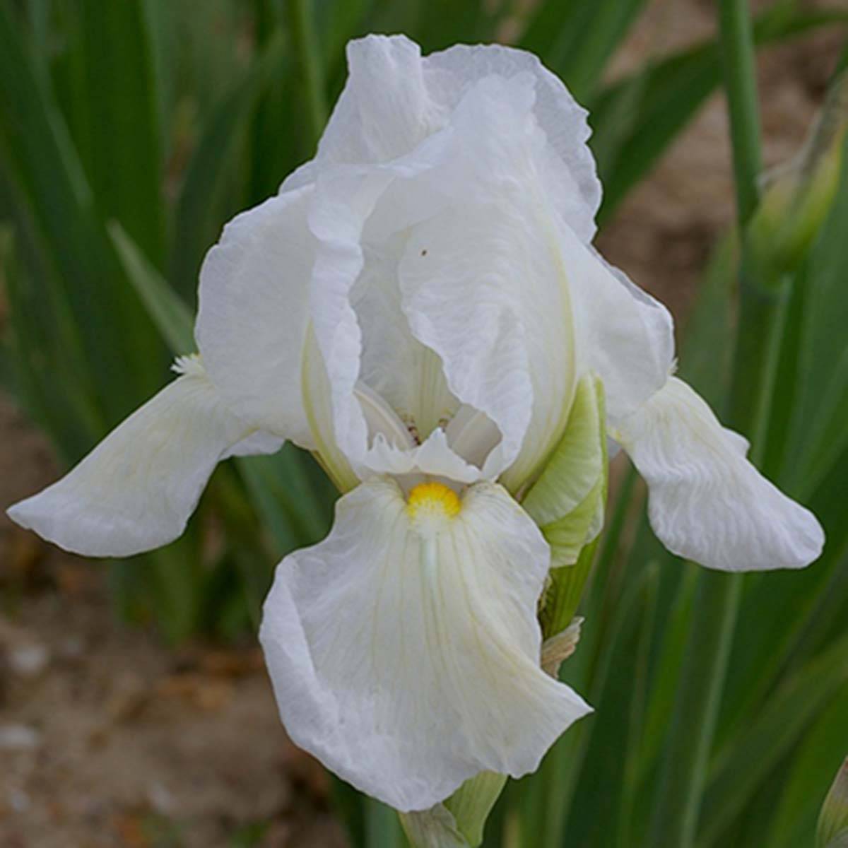 Promesse de Fleurs - Iris germanica Dame Blanche - Iris des Jardins Rhizome, Calibre 10/15, qualité extra