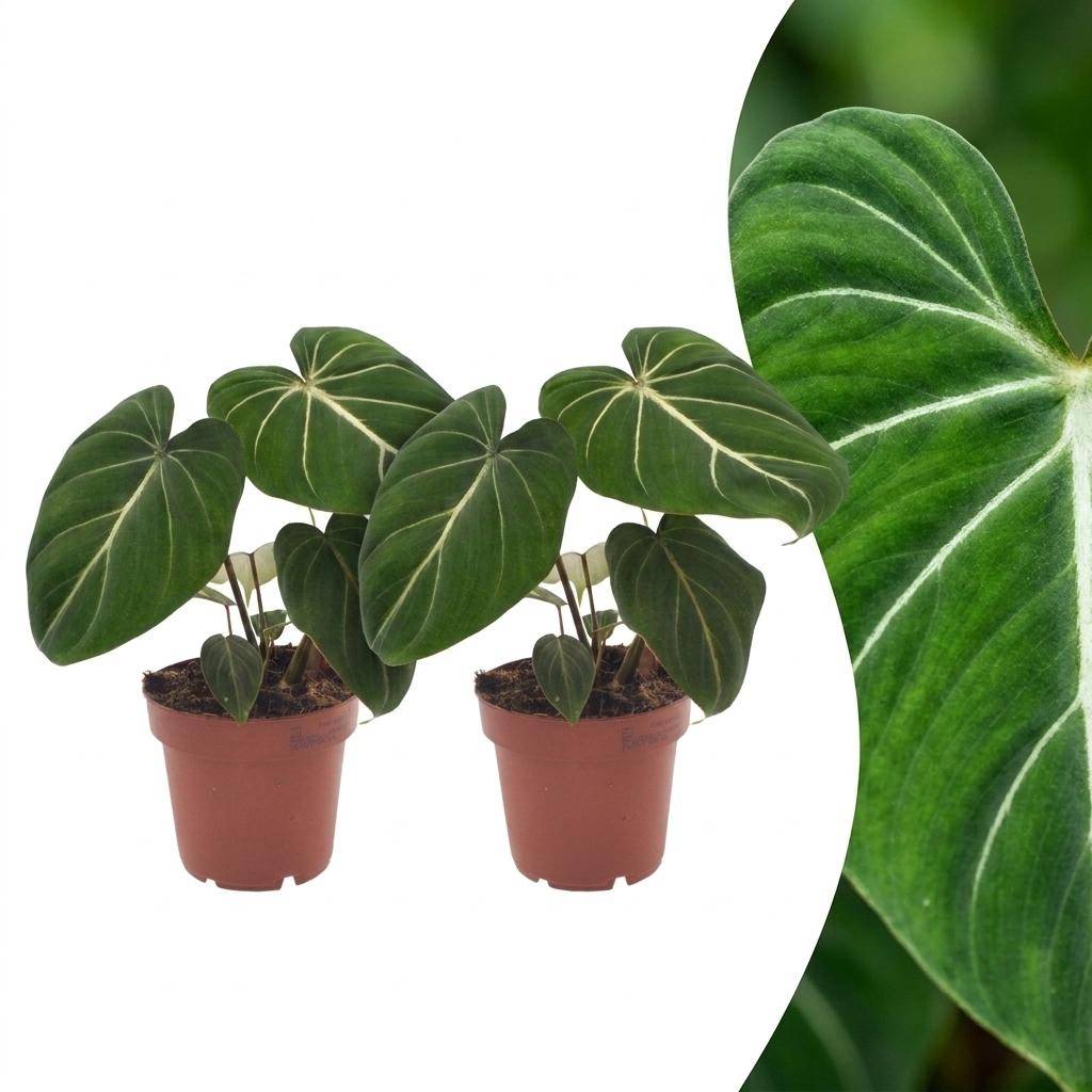 Philodendron Gloriosum - Pot de 12cm - 2 plantes - Sans cache-pot - Plantes d'intérieur - Image 1