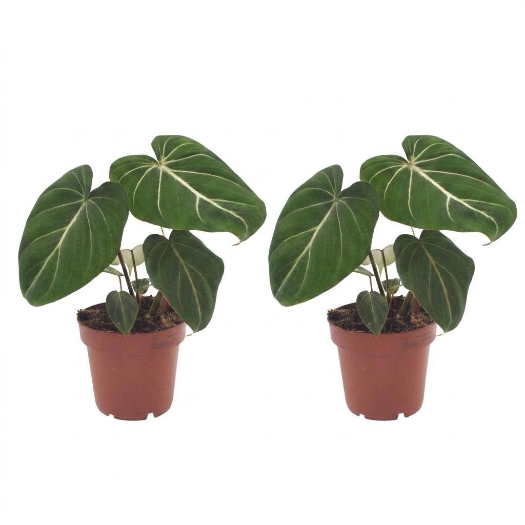 Philodendron Gloriosum - Pot de 12cm - 2 plantes - Sans cache-pot - Plantes d'intérieur - Image 2