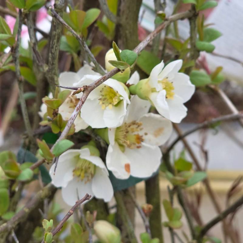 Cognassier du Japon Nivalis, Chaenomeles à fleurs Blanche - feuillage Caduc - Pot de 3L - 20/40 cm-  hauteur à maturité De 3,00 m à 5,00 m - Image 2