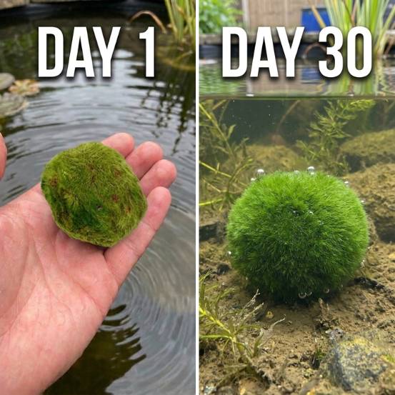 0 - Boules de Mousse Marimo - 5 pièces - Cladophora aegagropila - 3 cm - Image 6