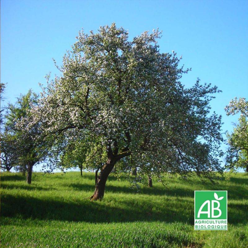 Pommier 'Reine des Reinettes' BIO (Malus domestica 'Reine des Reinettes') - Scion de 100 à 150cm - Pépinières Naudet - Image 1