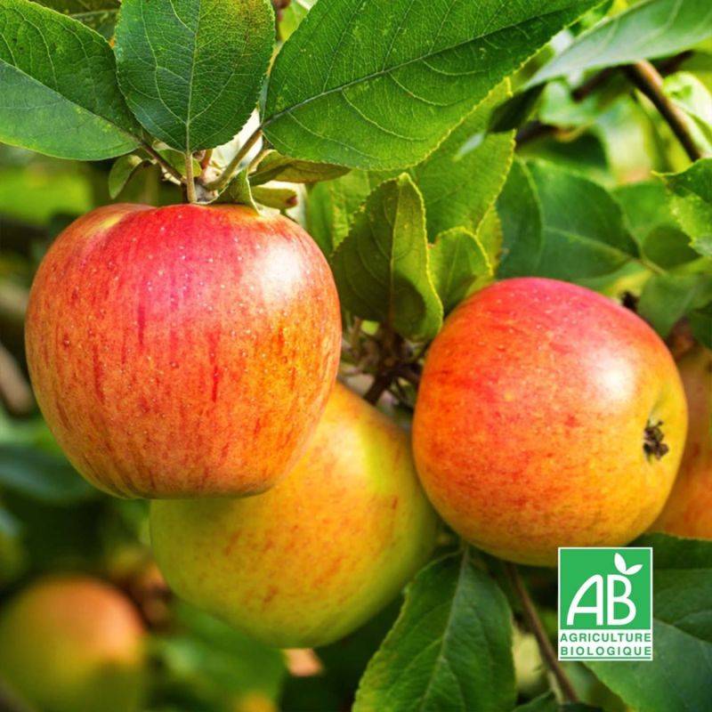 Pommier 'Reine des Reinettes' BIO (Malus domestica 'Reine des Reinettes') - Scion de 100 à 150cm - Pépinières Naudet - Image 2